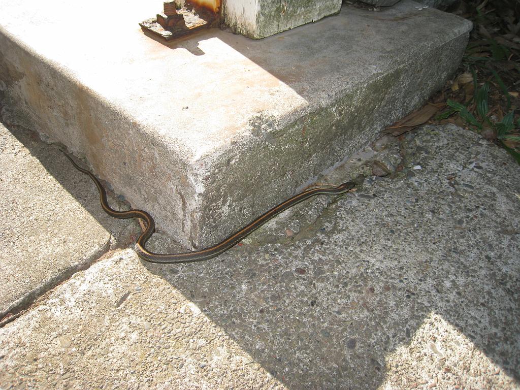 IMG_1949 small snake at the Marin Headlands Visitor Center